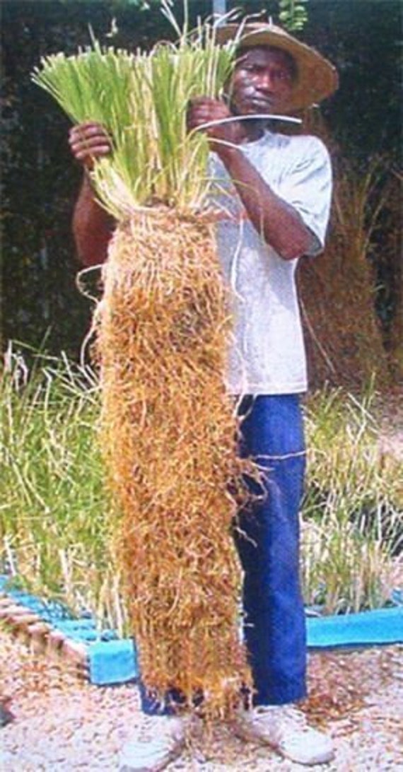 Chrysopogon Zizanioides , the Miracle VETIVER Grass > 1 Live Plant With  Roots for Replanting - Etsy Israel