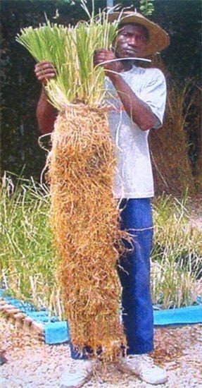 Vetiver grass - Etsy 日本