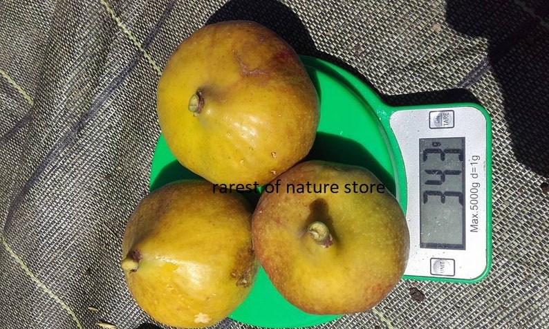 Ficus Carica Cerreto fig 15 fresh seeds image 3