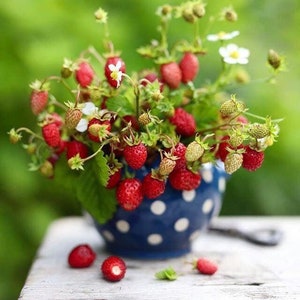 Fragaria viridis, commonly called creamy strawberry . 2 starter Plants with roots not seeds image 3