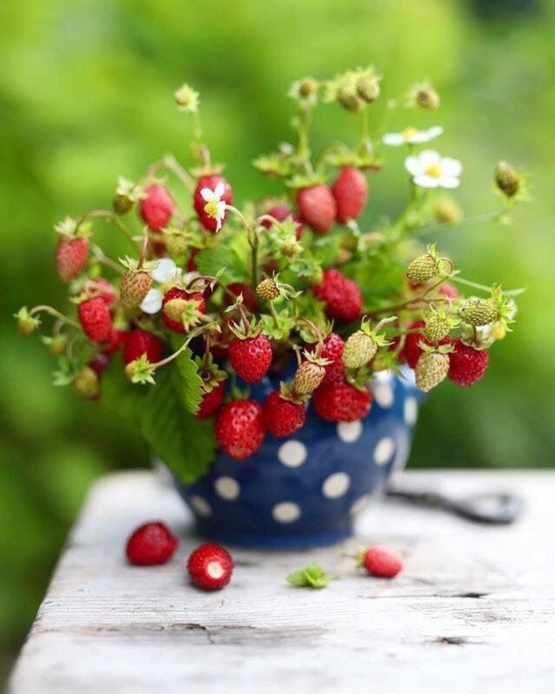 Fragaria viridis, commonly called creamy strawberry . 2 starter Plants with roots not seeds image 3