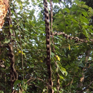 jungle lovers : Bauhinia scandens Monkey Ladder, Snake Climber 2 seeds for growing image 2
