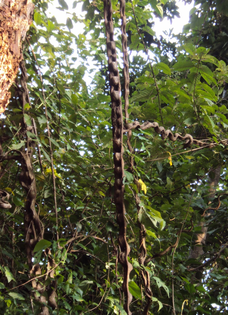 jungle lovers : Bauhinia scandens Monkey Ladder, Snake Climber 2 seeds for growing image 2