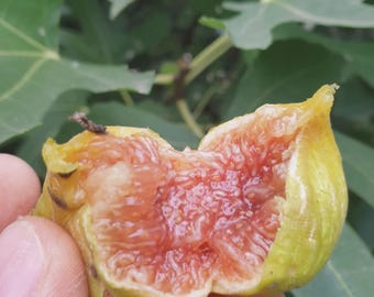 FIGUIER Ficus Carica Francesca > 1 PLANTE VIVANTE , plante en fruits 20 -40 cm