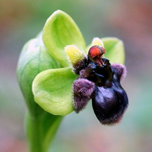 Ophrys bombyliflora Bumblebee terrestrial orchid 100 fresh , germination tested seeds image 1