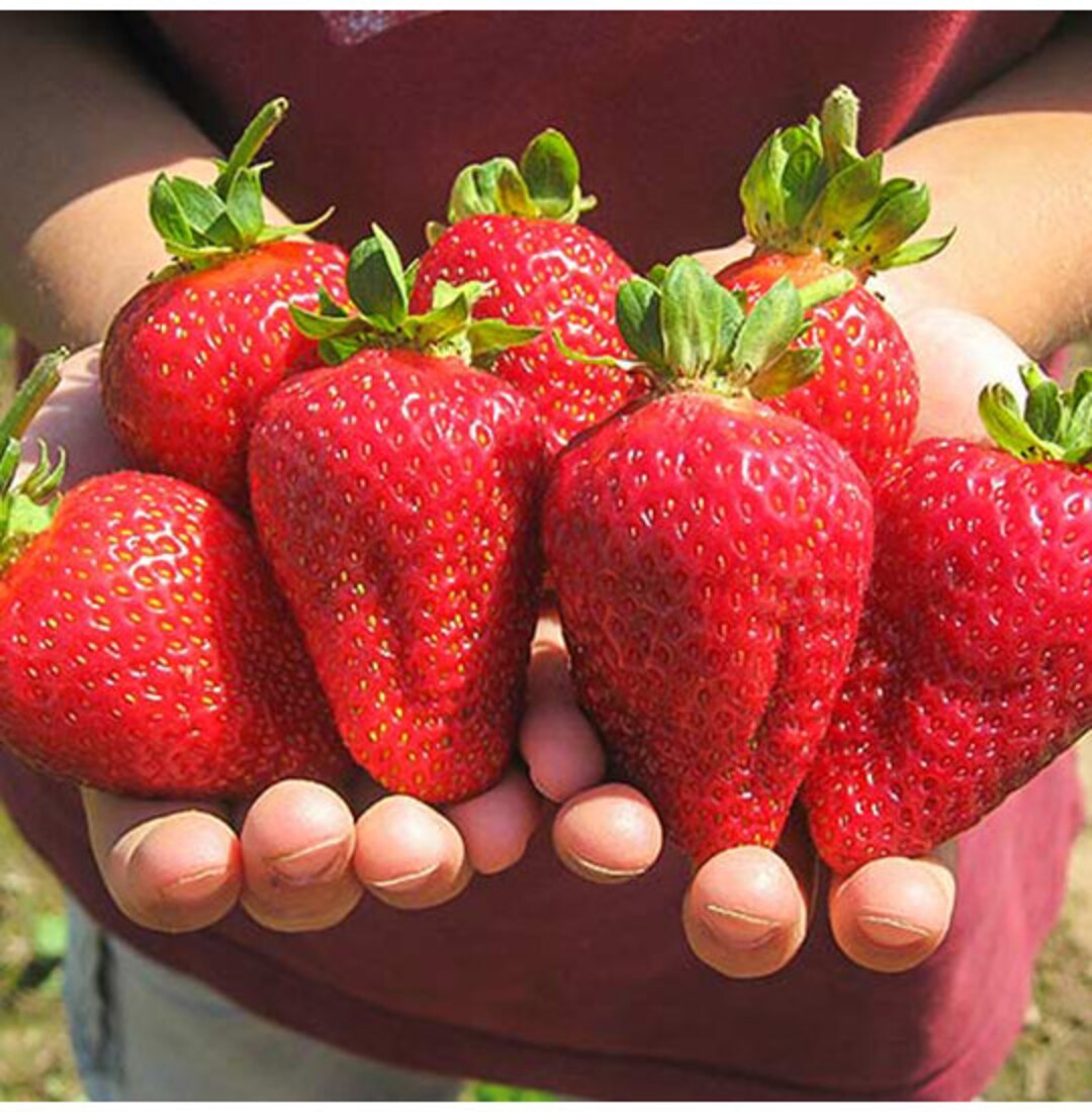 アルビオン イチゴ！ > 開花サイズの植物 2 本、根付き、庭に植える準備完了、在庫限定、今すぐ購入！ - Etsy 日本