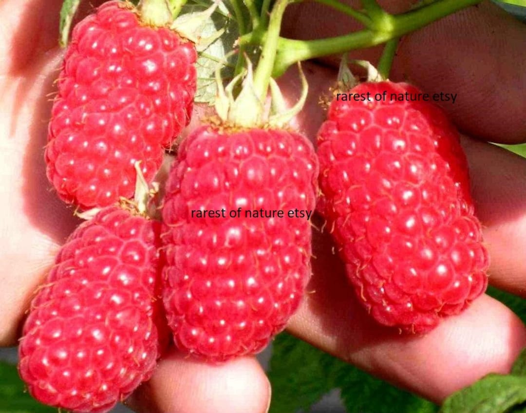 Large Fruited Laszka Raspberry 15 Fresh Seeds for Planting - Etsy Canada