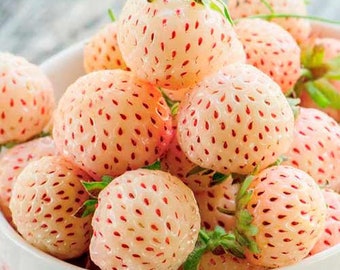 ANANAS (white) strawberry ! > 2 flowering size plants , with roots , ready to plant in your garden ,limited stock BUY it NOW !