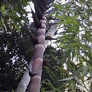 Giant bamboo Dendrocalamus giganteus 1 two years old strong RHIZOME image 3