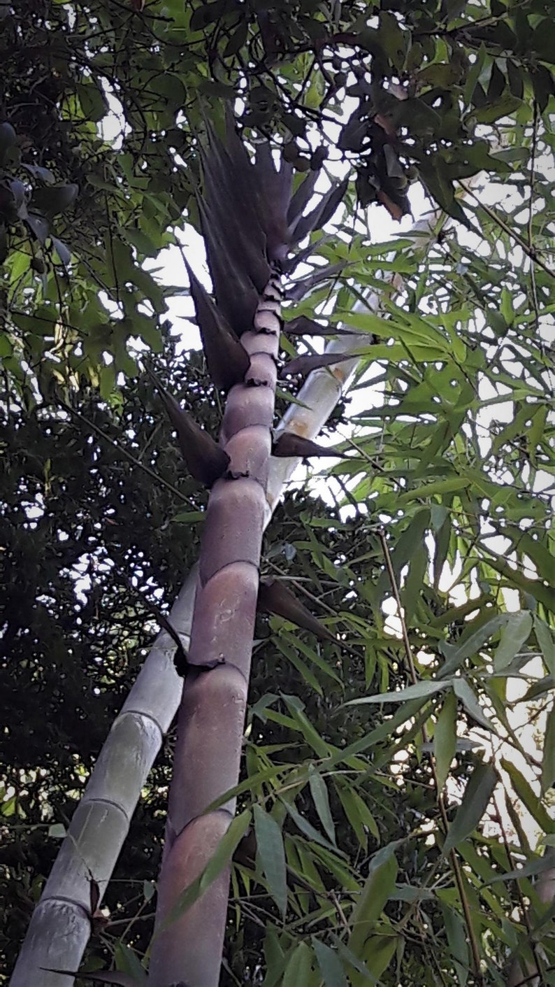 Giant bamboo Dendrocalamus giganteus 1 two years old strong RHIZOME image 3