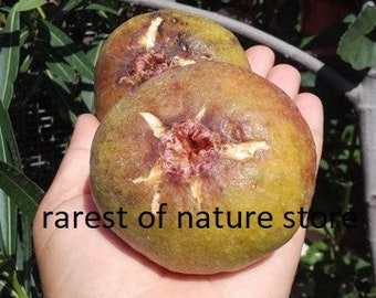 Ficus Carica Cerreto fig >  > 15 fresh seeds