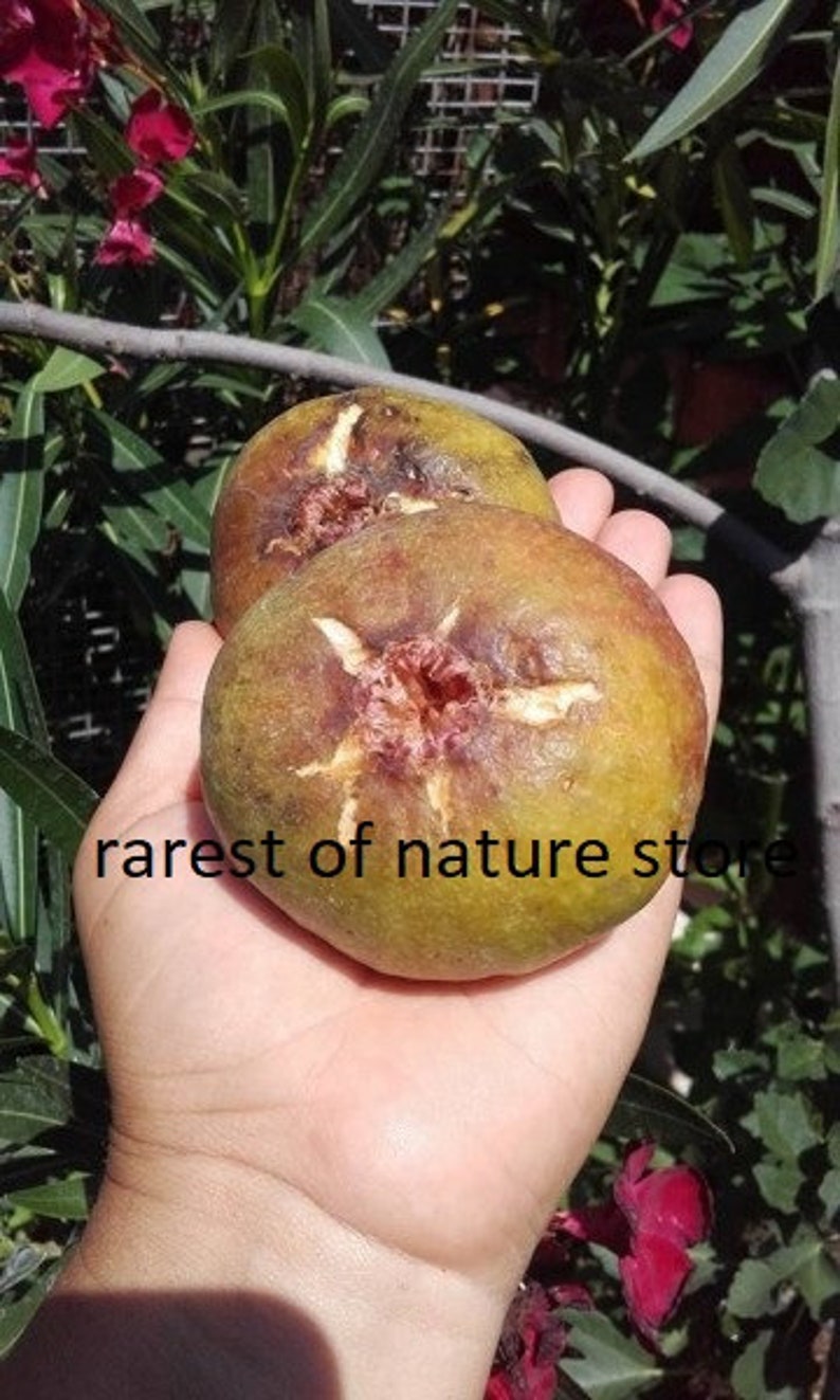 Ficus Carica Cerreto fig 15 fresh seeds image 1