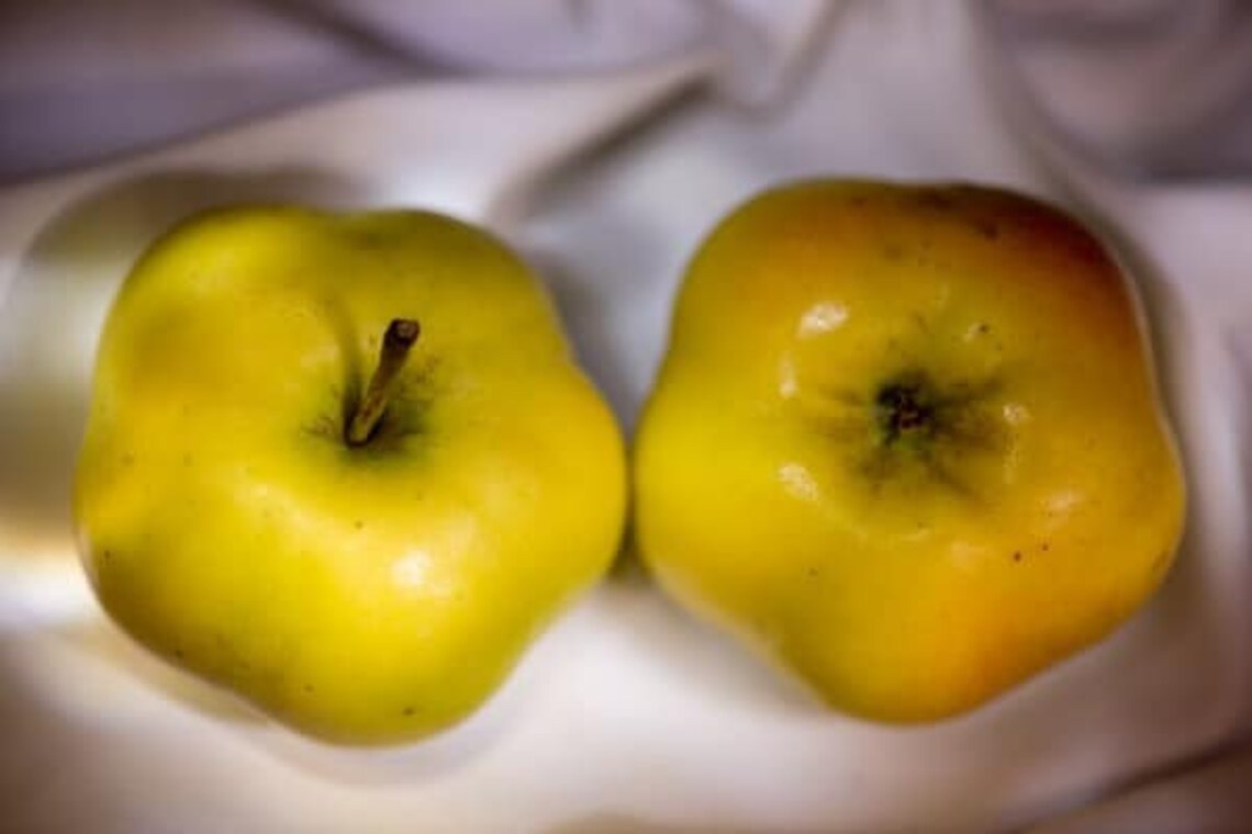 Star Shaped Api Etoile Apple - Malus Domestics Sp. - 10 Fresh Seed of ...