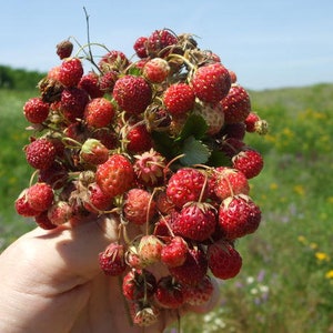 Fragaria viridis, commonly called creamy strawberry . 2 starter Plants with roots not seeds image 1
