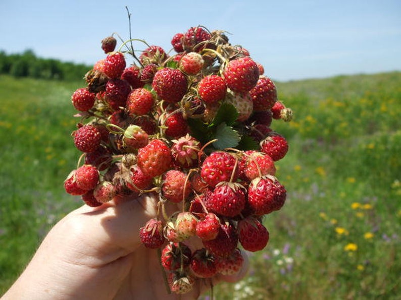 Fragaria viridis, commonly called creamy strawberry . 2 starter Plants with roots not seeds image 1