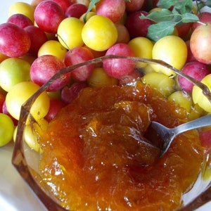 Plommonkörsbär, Prunus cerasifera, blandade färger 10 frön, 100 % groningsgrad