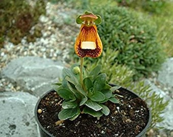 Calceolaria uniflora , Pantoufle de Darwin, Fleur de Pantoufle de Darwin - 10 graines fraîches