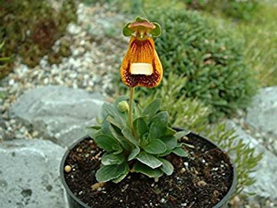 Darwin's slipper online flower