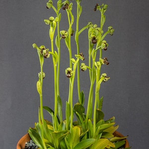 Ophrys bombyliflora Bumblebee terrestrial orchid 100 fresh , germination tested seeds image 2