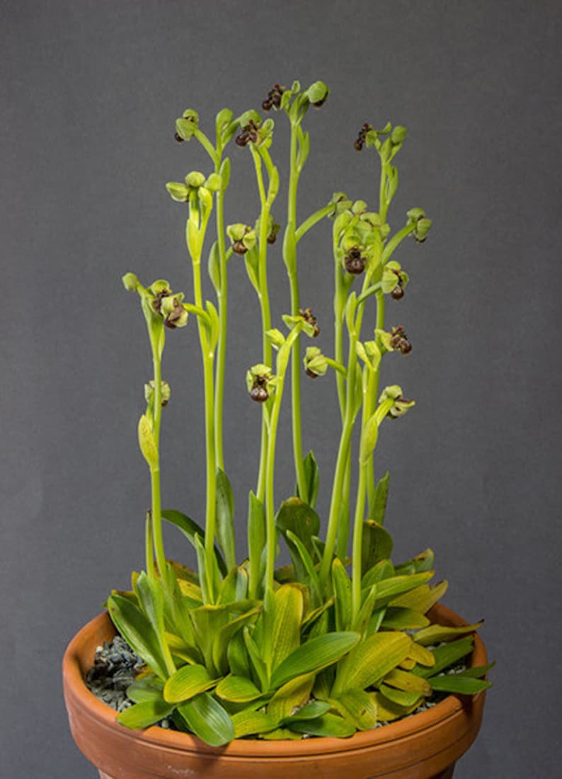 Ophrys bombyliflora Bumblebee terrestrial orchid 100 fresh , germination tested seeds image 2