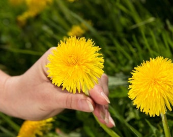 巨大な花タンポポ、タンポポの巨大な花播種用の新鮮な種子15個 - Etsy 日本