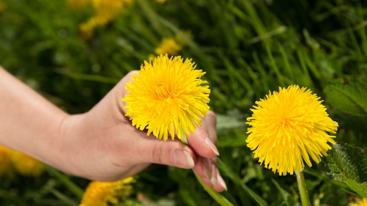 大きなタンポポ この大きな綿毛の植物見たことありますか？ 日本にもあるかな？ 正式名