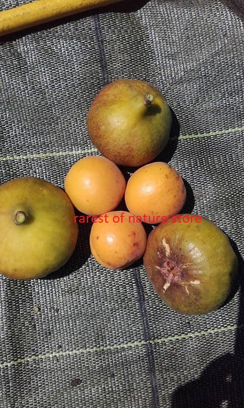 Ficus Carica Cerreto fig 15 fresh seeds image 4