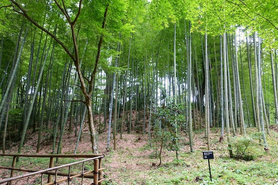 Moso Bambus (Phyllostachys edulis Moso) 1 Rhizome 3 Jahre alt zum Pflanzen  ! - Etsy Schweiz