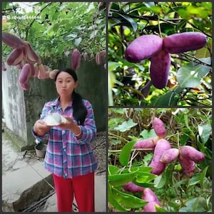 Fruit Holboellia latifolia - Sausage Vine - 3 seeds for sowing