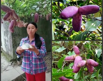 Fruit Holboellia latifolia - Sausage Vine - 3 seeds for sowing