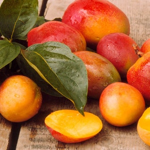 Mango punch alla frutta, una delle migliori varietà di mango> Mango ZILL > 1 seme fresco