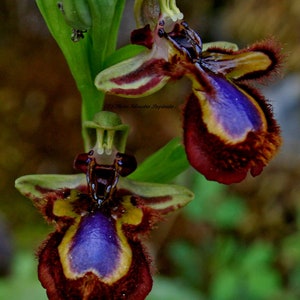 World most rare and Unusual orchids Ophrys Speculum bee mimicking terrestrial orchid 1 flowering size BULB image 1