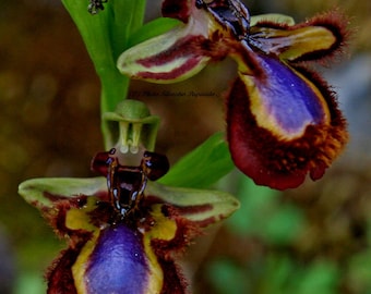 World most rare and Unusual orchids >  Ophrys Speculum > bee mimicking terrestrial orchid > 1 flowering size BULB