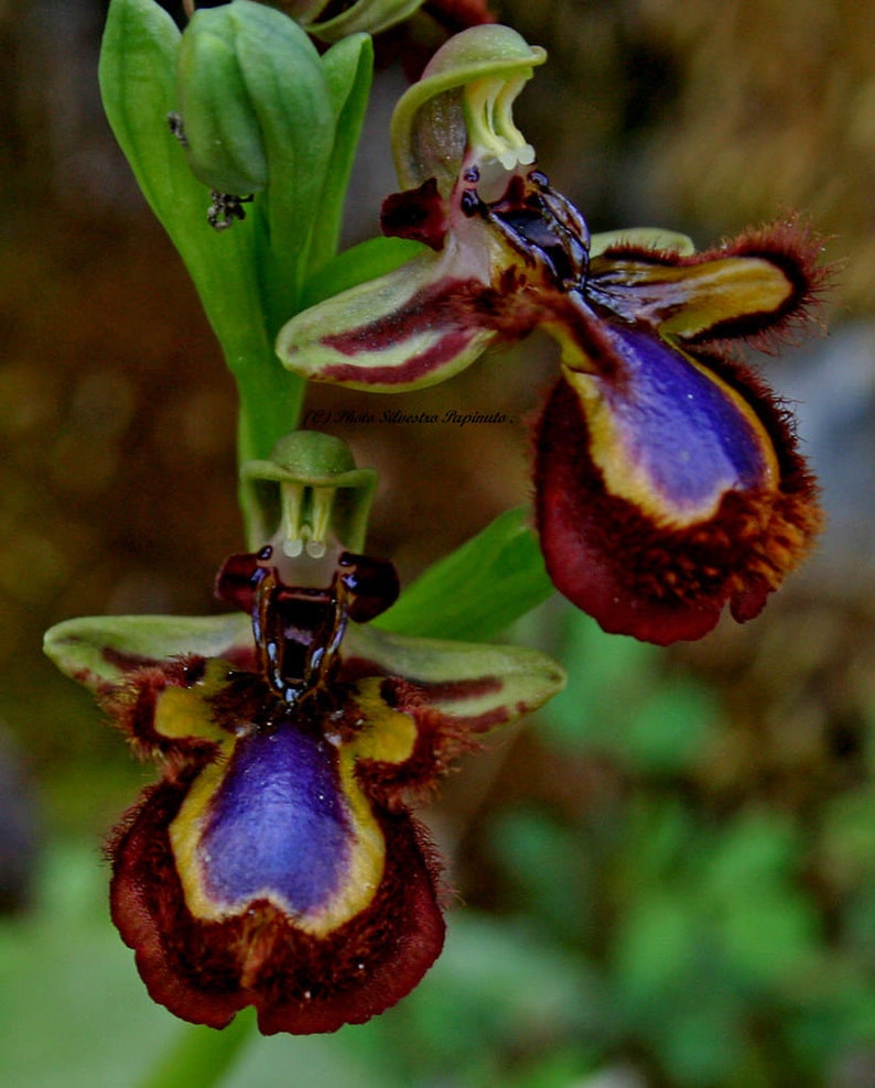 World most rare and Unusual orchids Ophrys Speculum bee mimicking terrestrial orchid 1 flowering size BULB image 1