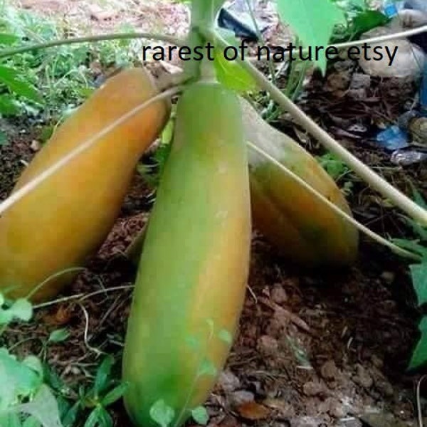 Giant papaya MAMAO thai extra dwarf Long fruit > 10 SEEDS for planting , fruiting at the age of 1 year ,self fertile