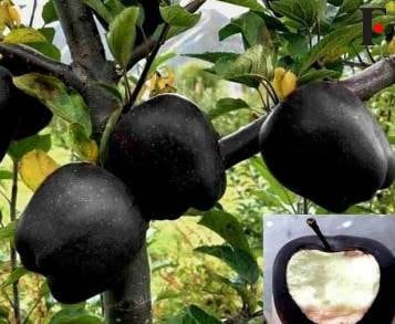 Black Diamond - りんご il_1080xN.3483979684_op1x.jpg