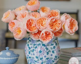 ROSA JULIETA > rosas extravagantes, 3 esquejes frescos y vivos para enraizar y cultivar