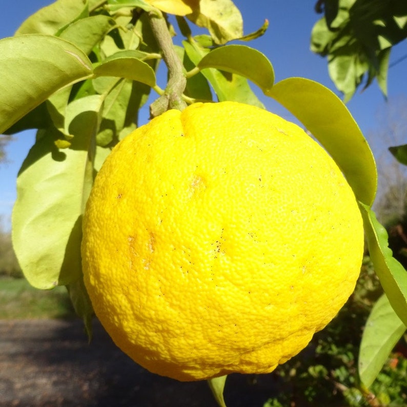 Frost hardy Ichang lemon ,syn. fragrant ball Citrus cavaleriei C. maxima 5 fresh seeds image 3