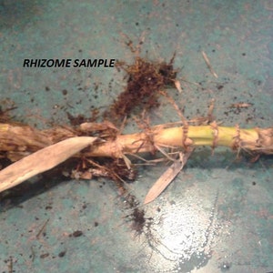 Giant bamboo Dendrocalamus giganteus 1 two years old strong RHIZOME image 4