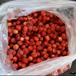 Fragaria viridis, commonly called creamy strawberry . 2 starter Plants with roots not seeds image 2
