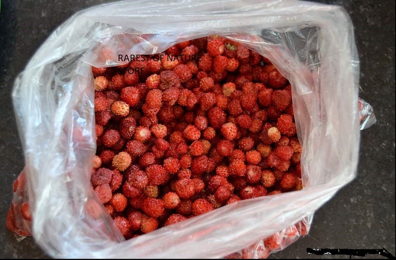 Fragaria viridis, commonly called creamy strawberry . 2 starter Plants with roots not seeds image 2