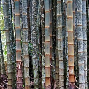 Giant bamboo Dendrocalamus giganteus 1 two years old strong RHIZOME image 2