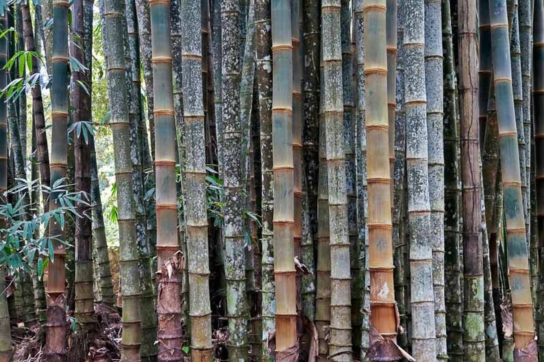 Giant bamboo Dendrocalamus giganteus 1 two years old strong RHIZOME image 2