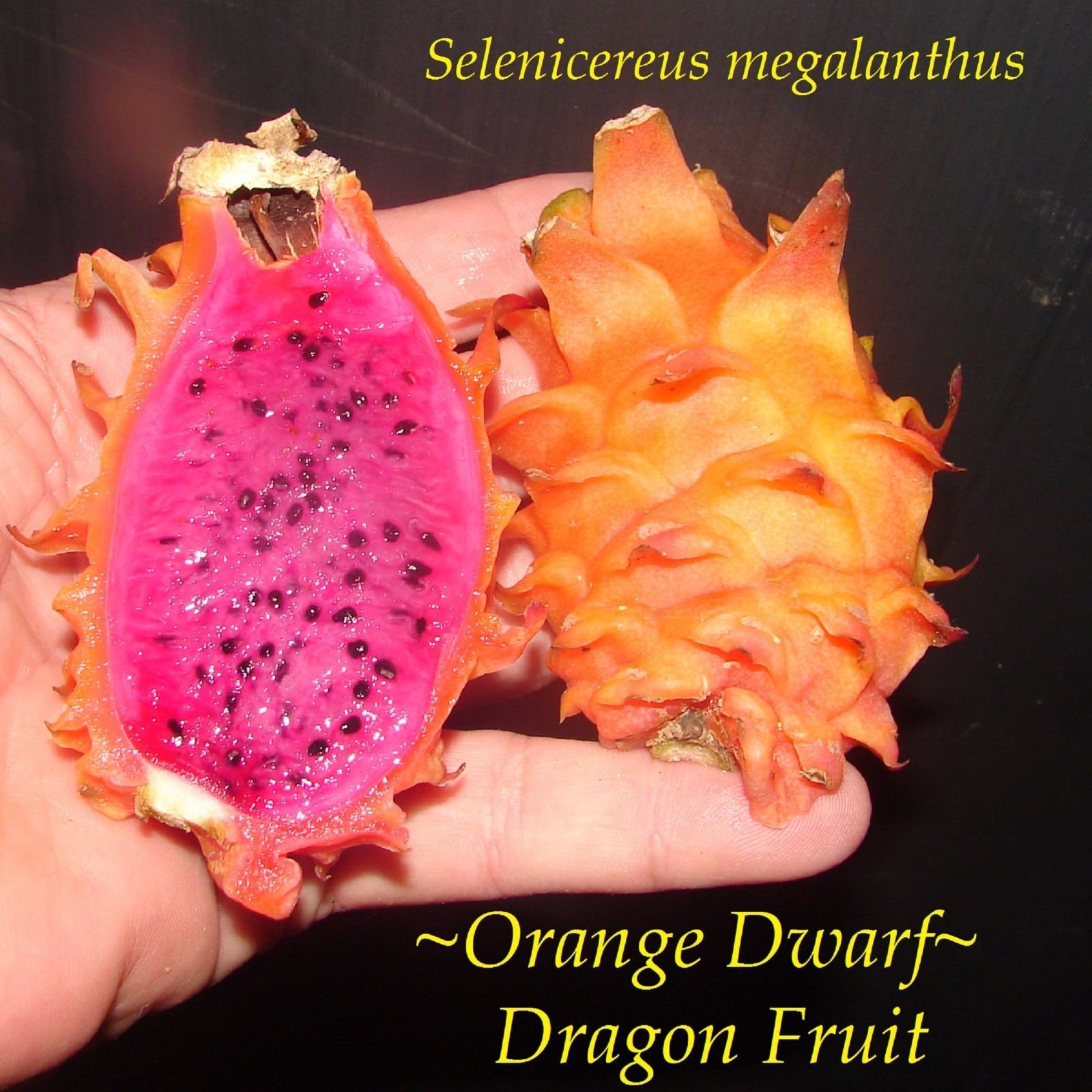 orange dragon fruit