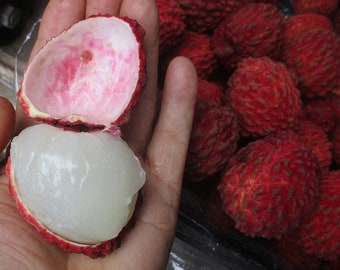 Litchi chinensis - Erdon Lee Lychee - 3 fresh seeds for planting