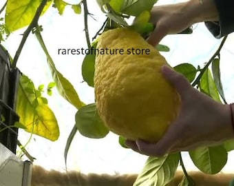 World largest lemon > Ponderosa Lemon  > 5 fresh seeds for sowing and growing your own fruiting trees