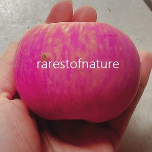 Einzelstück ** ** ** ** ein **must have** ! > 3 frische Stecklinge (ohne Wurzel) zum Bewurzeln und Wachsen im eigenen Garten