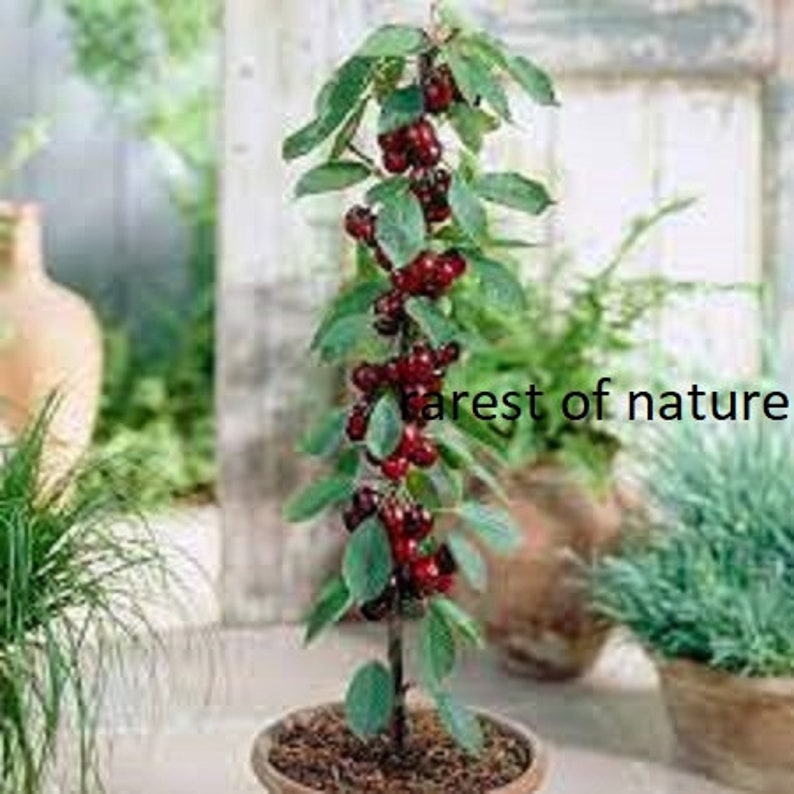 Columnary Cherry > Compact Cherry Tree > Pole Cherry > 7 Fresh Seeds ...