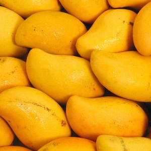 Sindhri Mango 1 graine fraîche par paquet , pour planter et faire pousser votre propre arbre