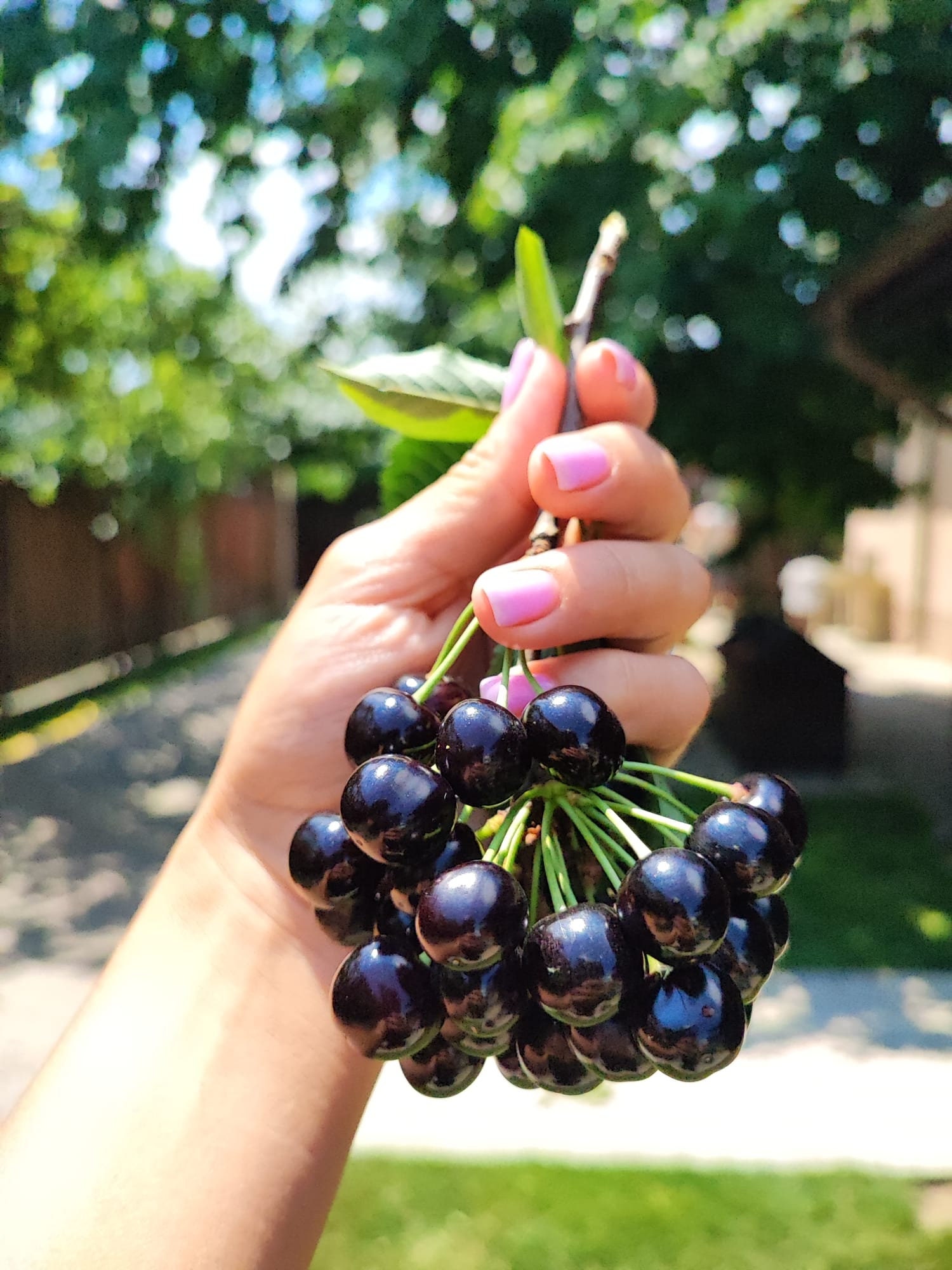 Bitter-sweet Prunus Avium Black Maxut Cherry > 4 Fresh Cuttings